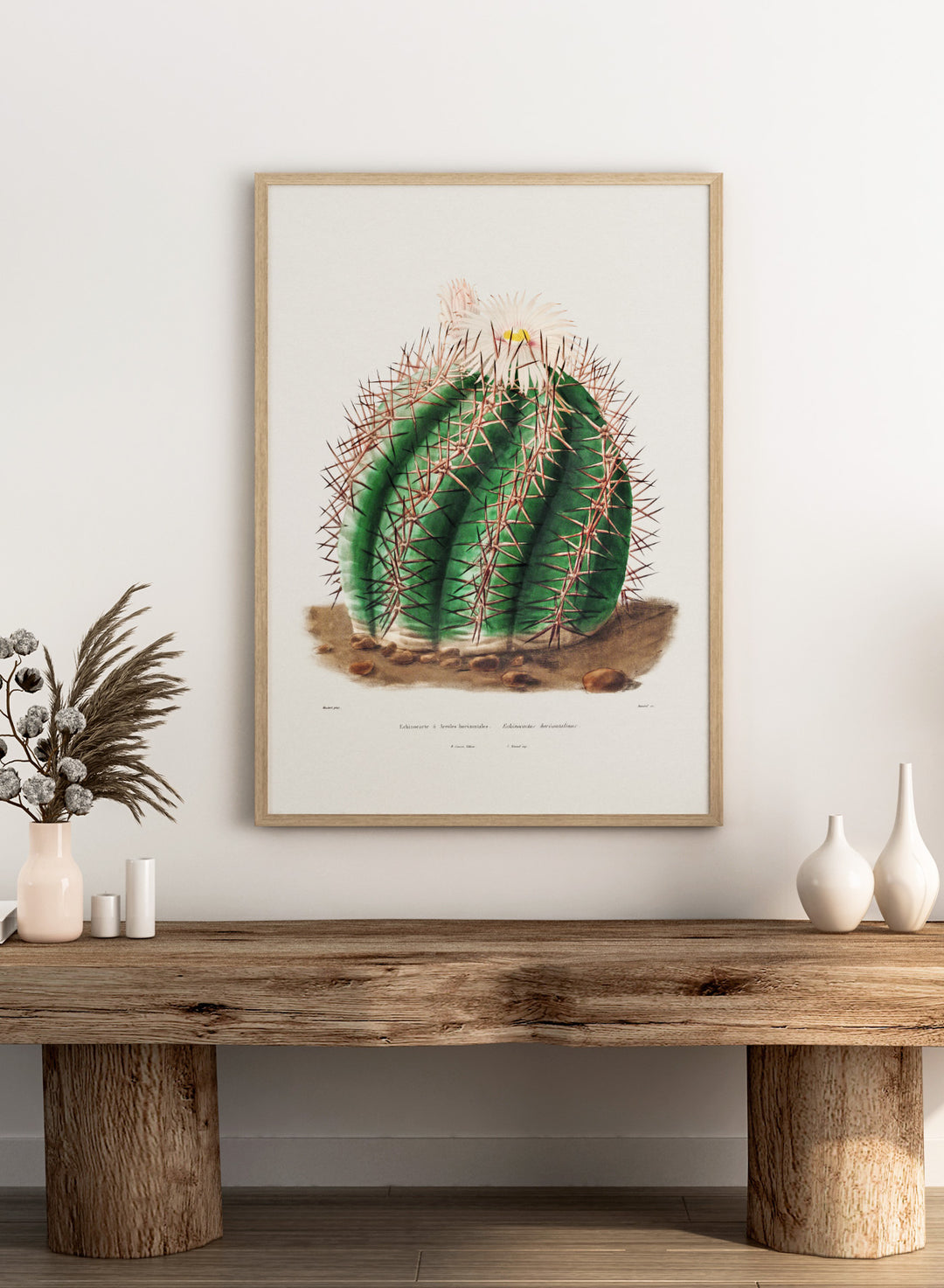 Turk's Head Cactus Vintage Art Print BA32