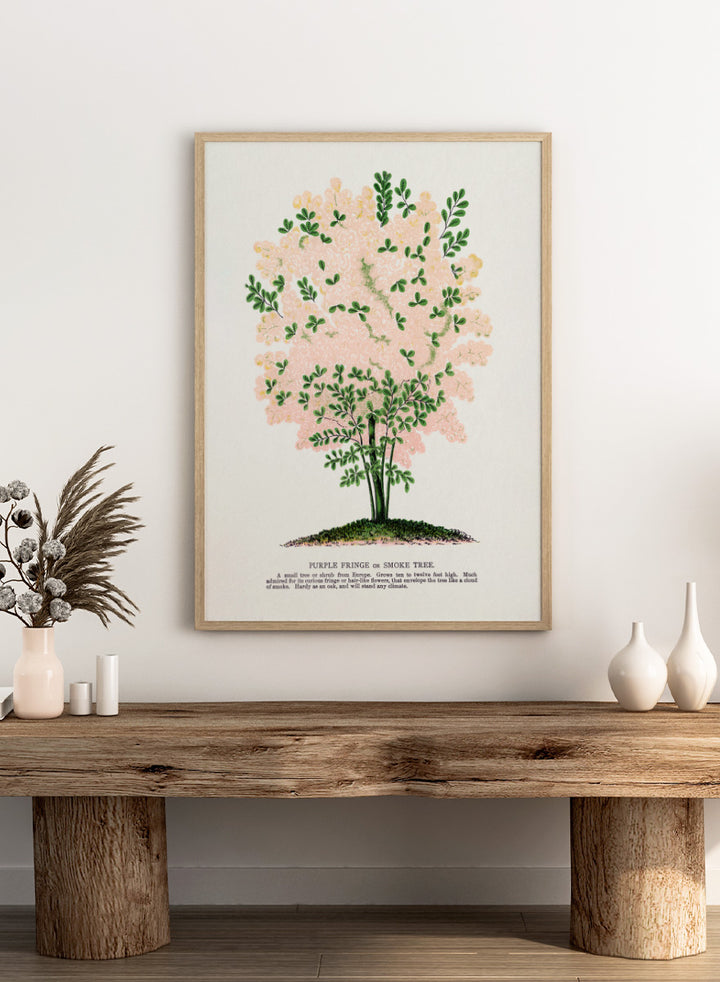 Shop the Purple Fringe Tree art print by Botanical Specimen Rochester Lithographing, a vintage botanical tree illustration featuring soft pink smoke-like blooms and green foliage from a 1900 plate.
