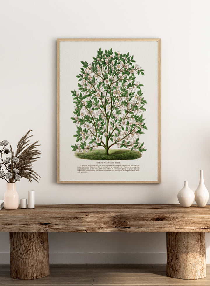 A vintage botanical illustration of a Hardy Magnolia tree, featuring detailed green leaves and clusters of white flowers, with a printed caption at the bottom on an off-white background. Shop the Hardy Magnolia Tree art print by Botanical Specimen Rochester Lithographing, a vintage botanical illustration featuring white magnolia flowers, green foliage, and original specimen text.