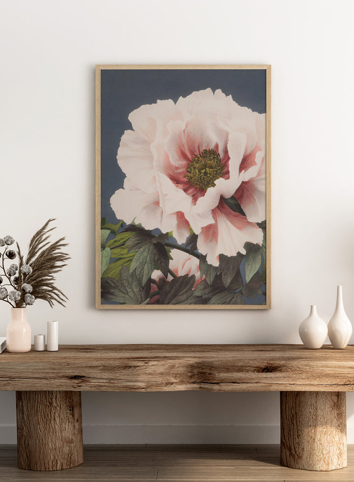 Ogawa Kazumasa Tree Peony Flowers Japanese Art Print OK02B