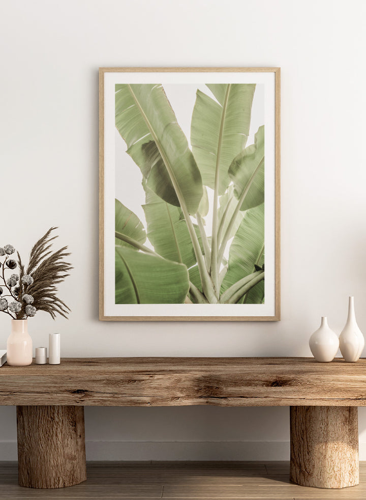 A framed botanical art print featuring large green banana leaves against a bright white background. Verdant Leafscape by Shot by Clint botanical photography print featuring layered banana leaves, pale green tones, natural texture, and bright tropical light.