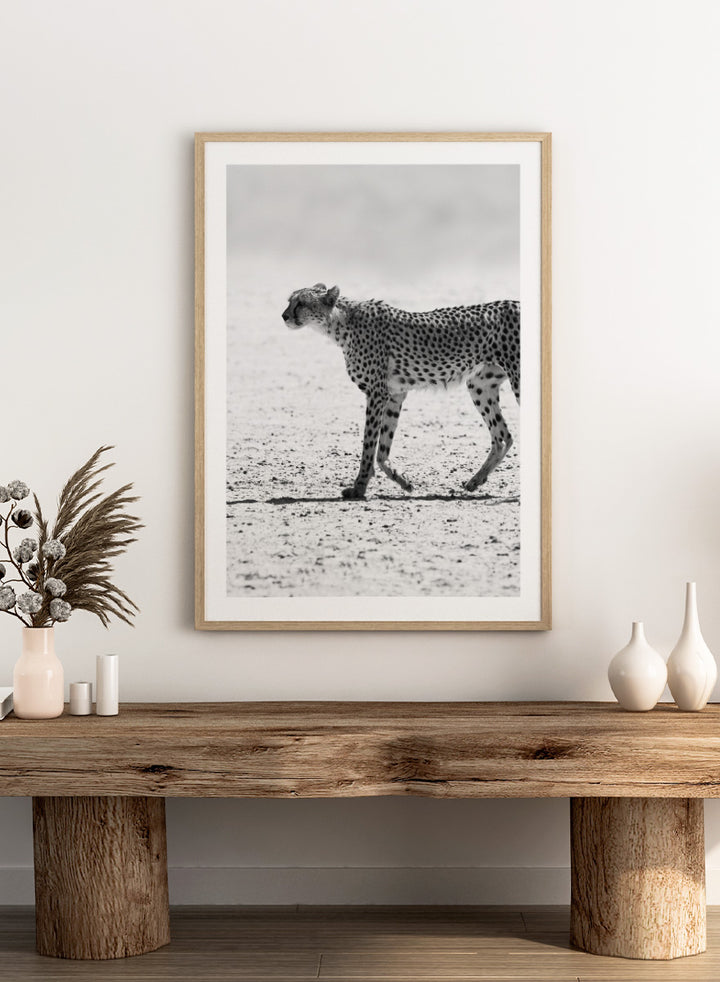 Black and white photographic art print of a cheetah walking across a sandy plain. Silent Pursuit by Shot by Clint black-and-white cheetah photography print featuring focused movement, detailed spots, and powerful wildlife imagery.