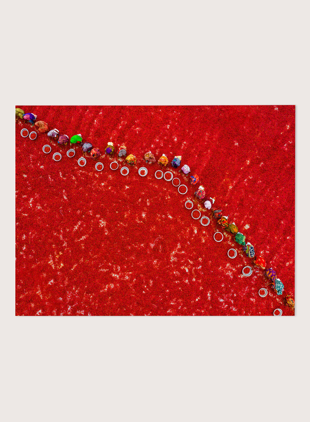 Picking Red Chilies by Azim Khan Ronnie aerial photography print showing workers harvesting red chilli fields Bangladesh, cultural documentary wall art poster
