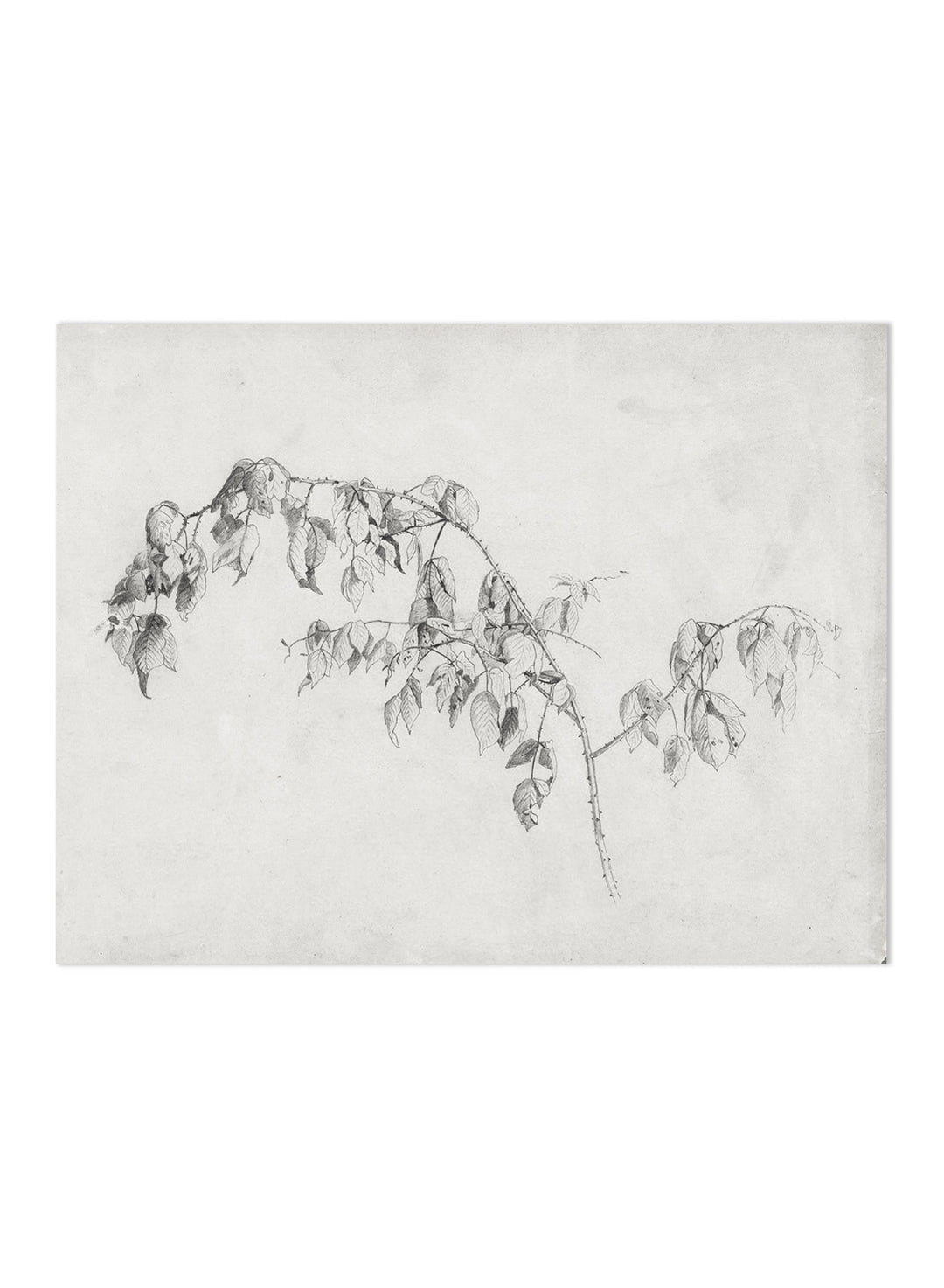 "Blackberry" Branch Sketch Art Print