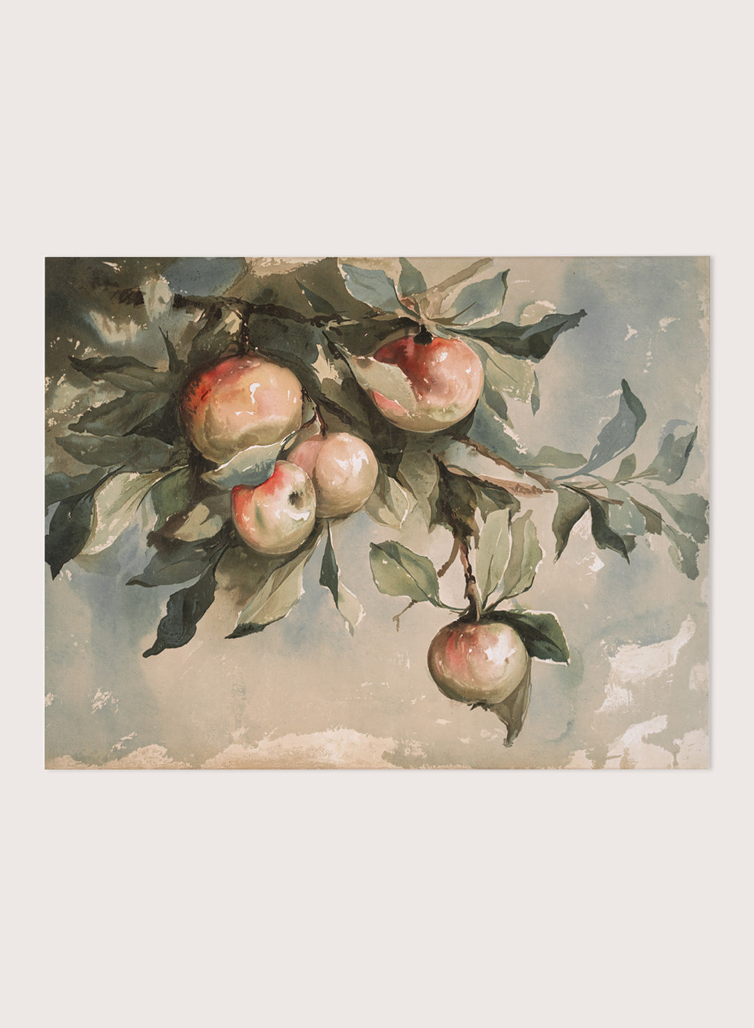 "Study of Apples" Art Print