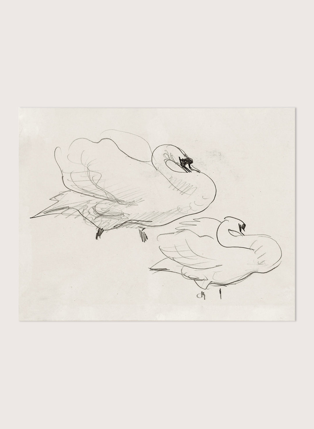 "Studies of a Swan" Art Print