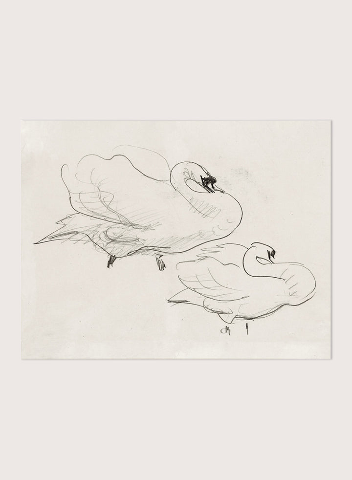"Studies of a Swan" Art Print
