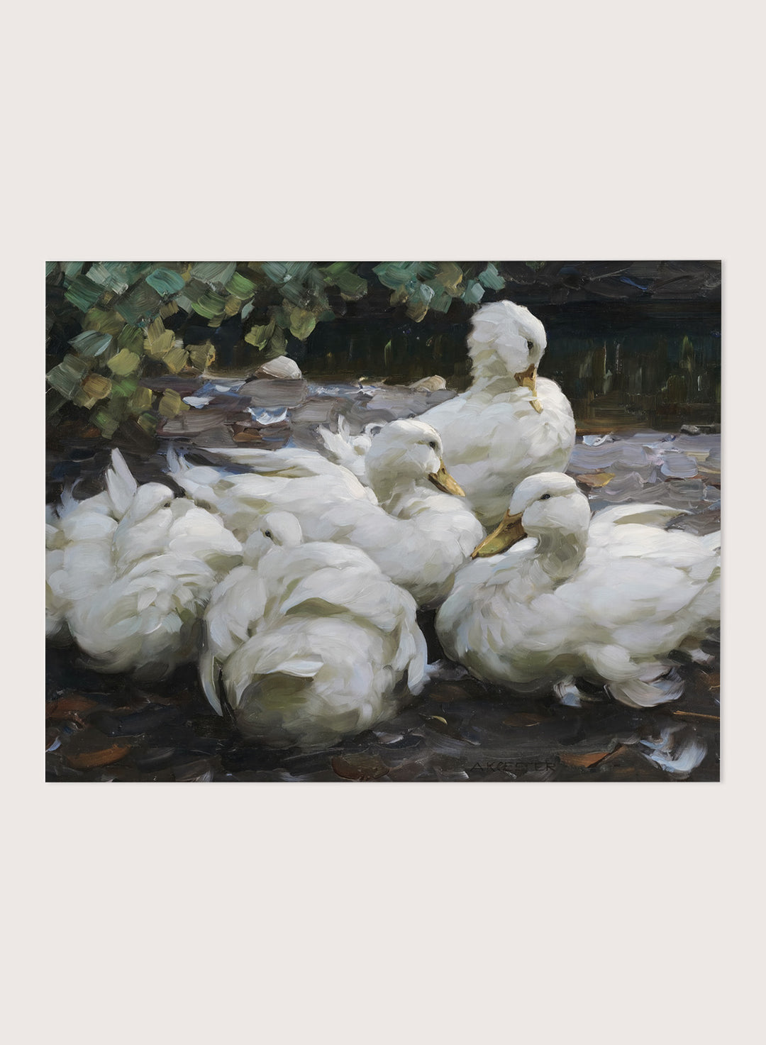 "Five Resting White Ducks" Art Print