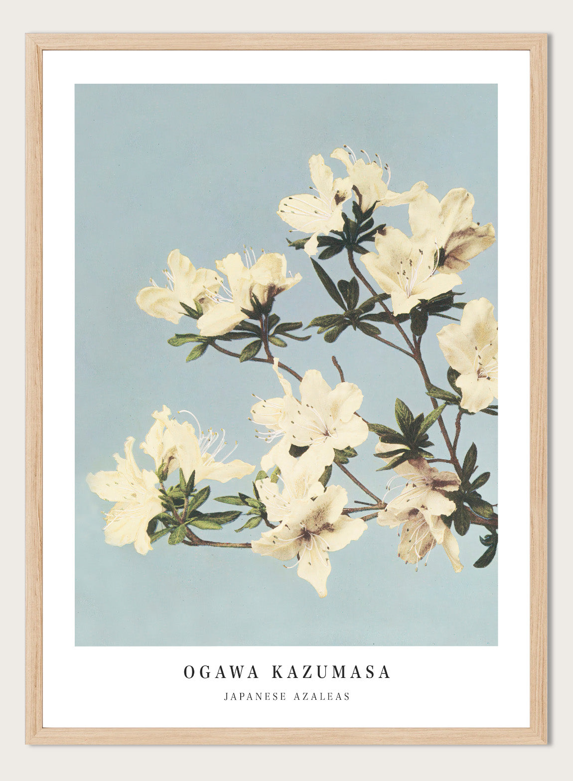 Ogawa Kazumasa White Azaleas Flowers Vintage Japanese Photograph