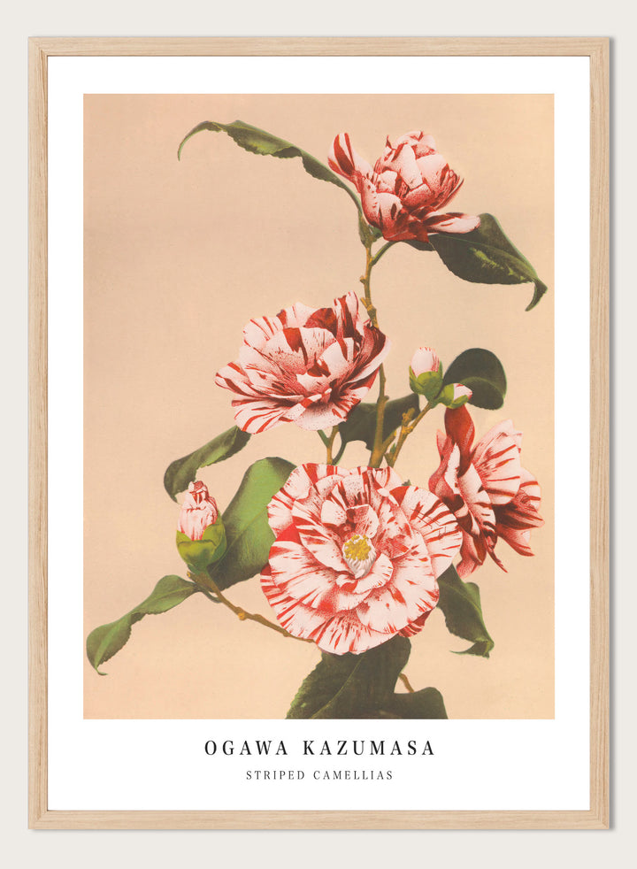 Ogawa Kazumasa Red Striped Camellias Flowers Japanese Art Print OK06