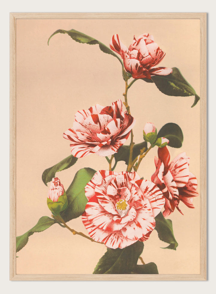 Ogawa Kazumasa Red Striped Camellias Flowers Japanese Art Print OK06B