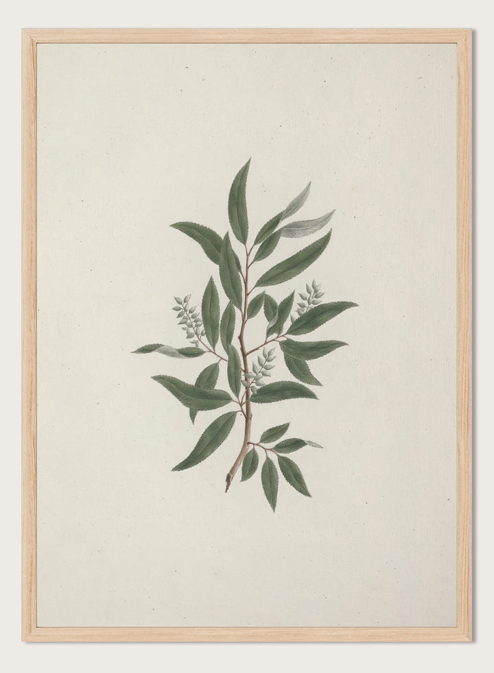 "Willow Tree" Art Print