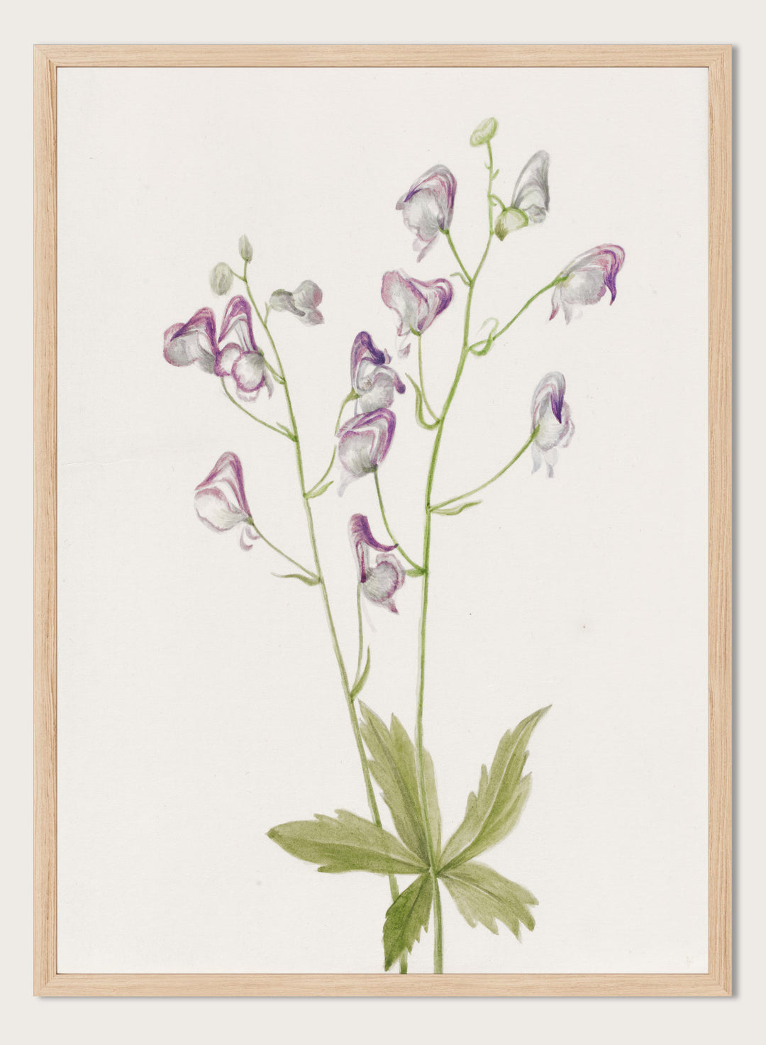 "Western Monkshood" Art Print