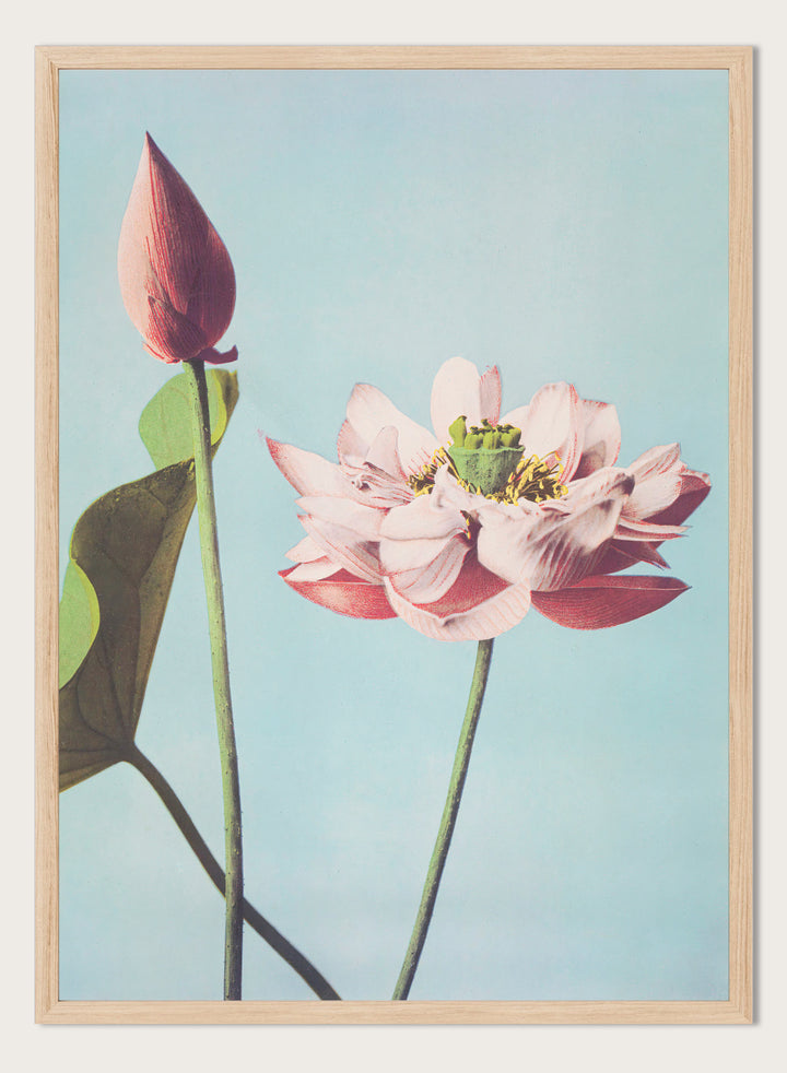 Ogawa Kazumasa Lotus Flowers Japanese Art Print OK01B