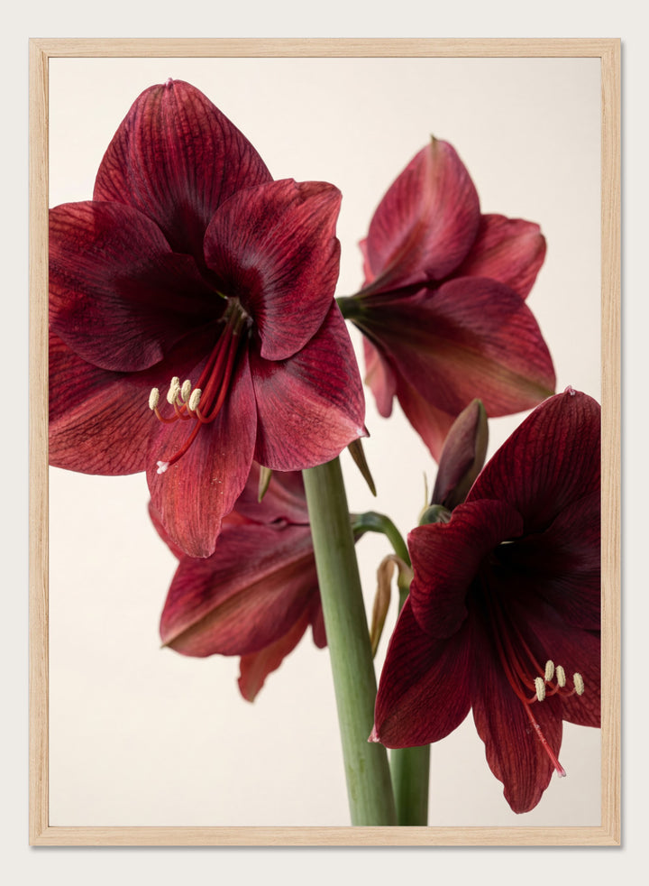 Close-up of dark red amaryllis flowers on a beige background. Red Amaryllis by Andreas Magnusson is a floral photography art print featuring bold red amaryllis flowers, modern botanical wall art style, and officially licensed artwork.