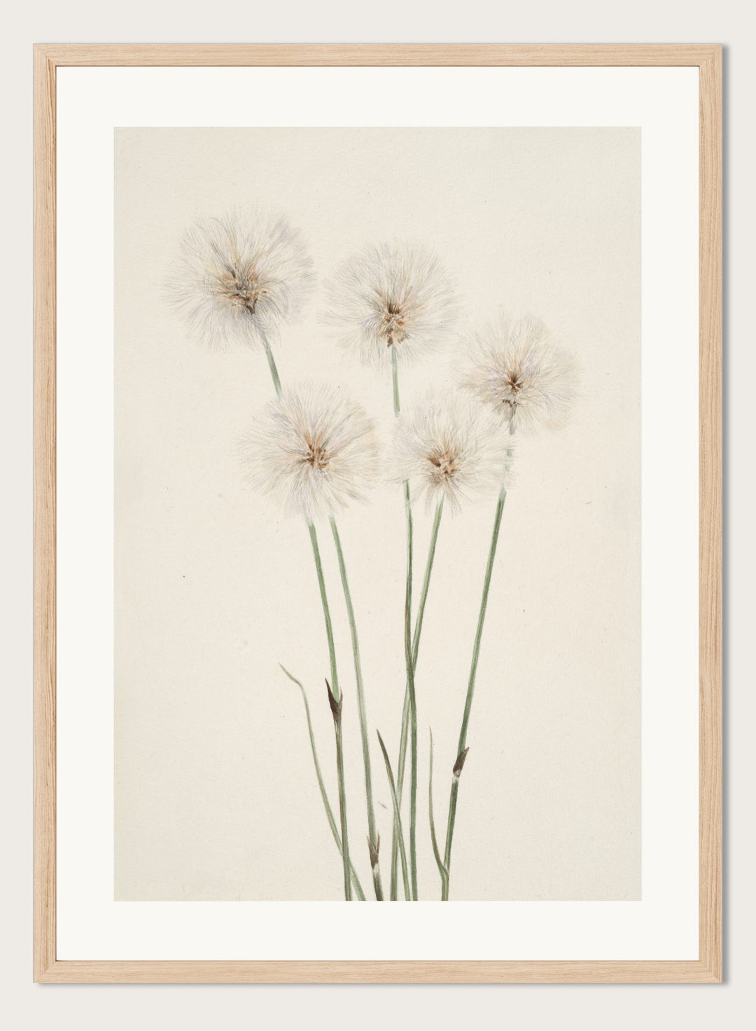 "Slender Cotton-Grass" Art Print