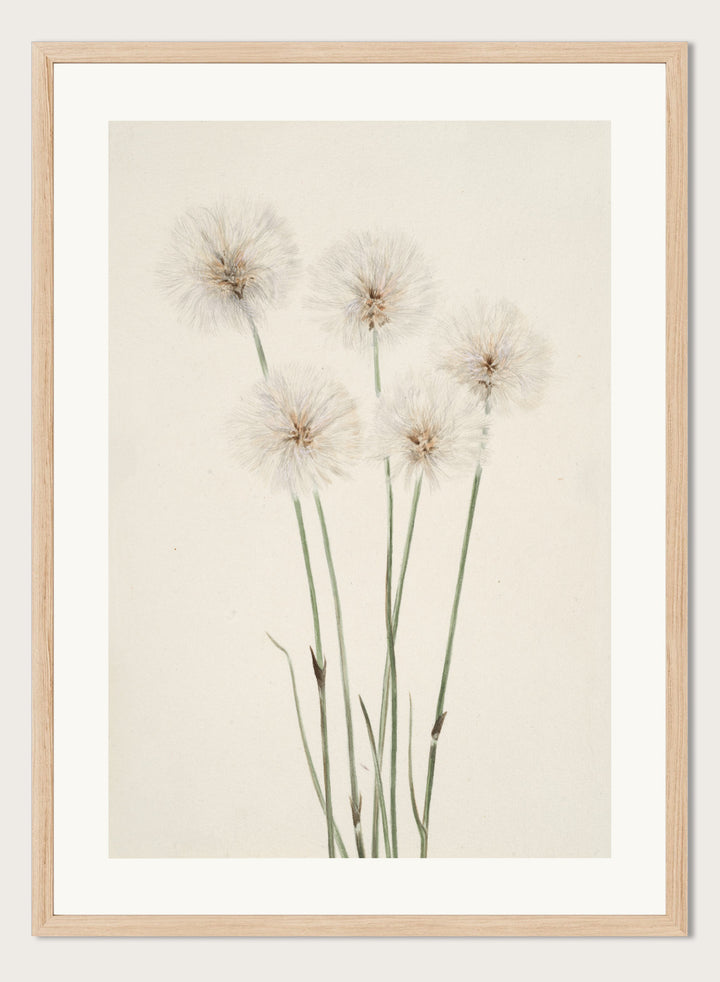"Slender Cotton-Grass" Art Print