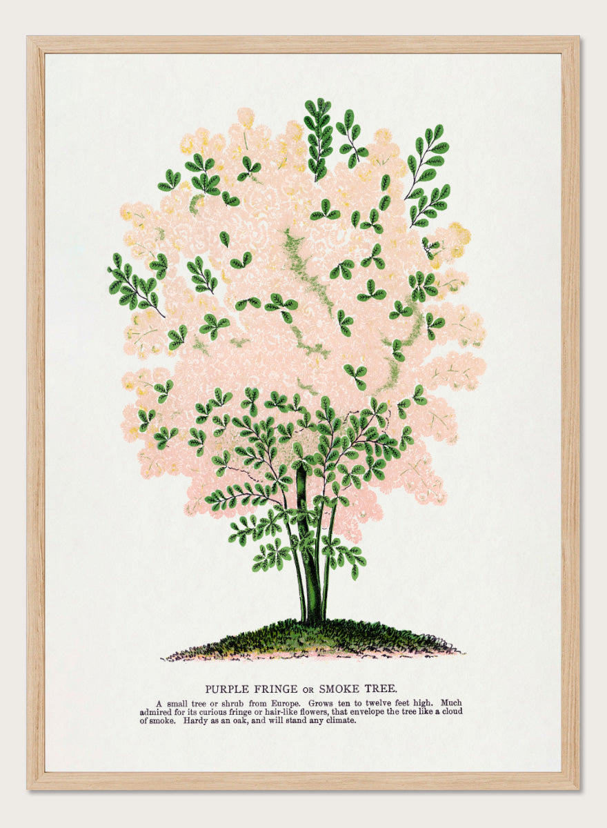 Shop the Purple Fringe Tree art print by Botanical Specimen Rochester Lithographing, a vintage botanical tree illustration featuring soft pink smoke-like blooms and green foliage from a 1900 plate.