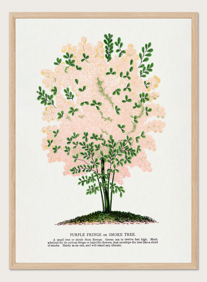 Shop the Purple Fringe Tree art print by Botanical Specimen Rochester Lithographing, a vintage botanical tree illustration featuring soft pink smoke-like blooms and green foliage from a 1900 plate.
