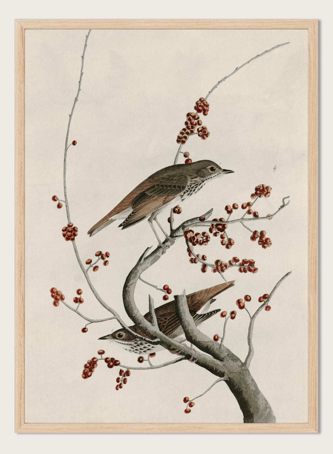 "Hermit Thrush" Art Print