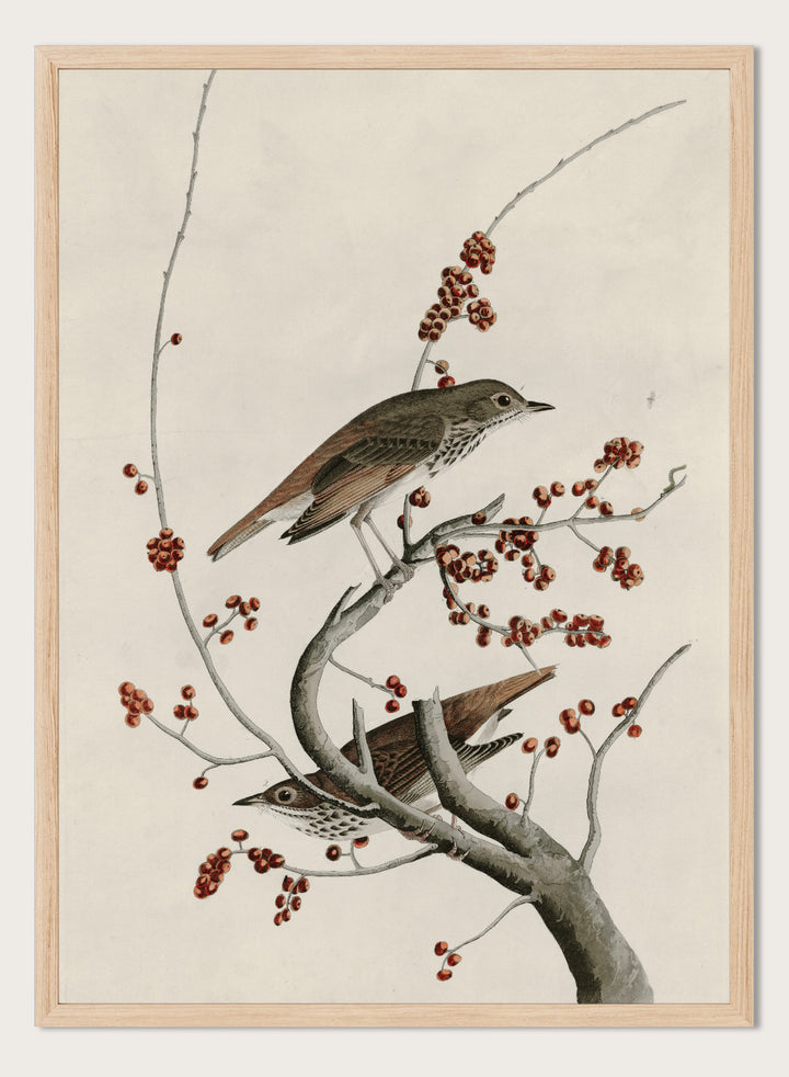 "Hermit Thrush" Art Print