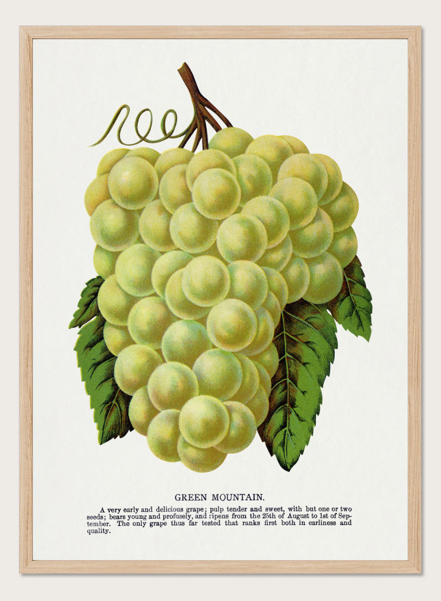Vintage botanical illustration of a grape bunch with green leaves on a white page, captioned &