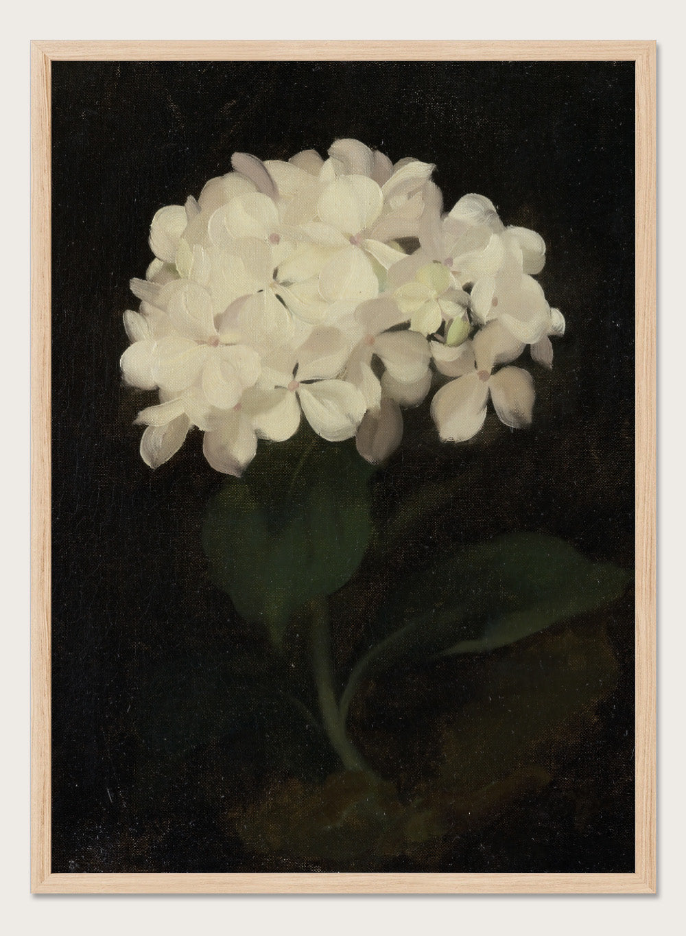 "White Hydrangea" Art Print