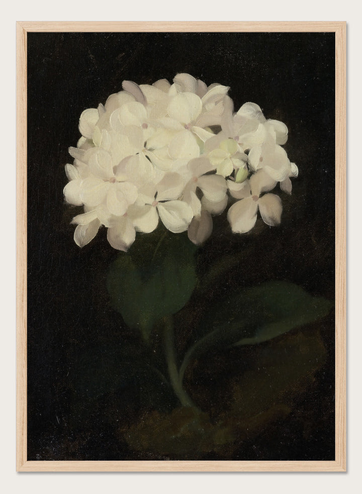 "White Hydrangea" Art Print