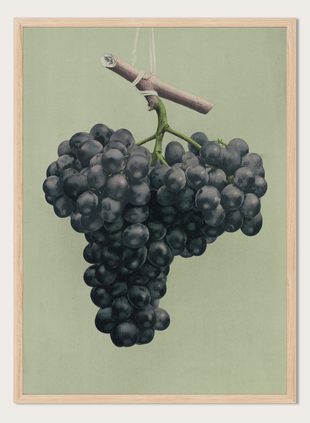 "Prize Black Alicante Grapes" Art Print