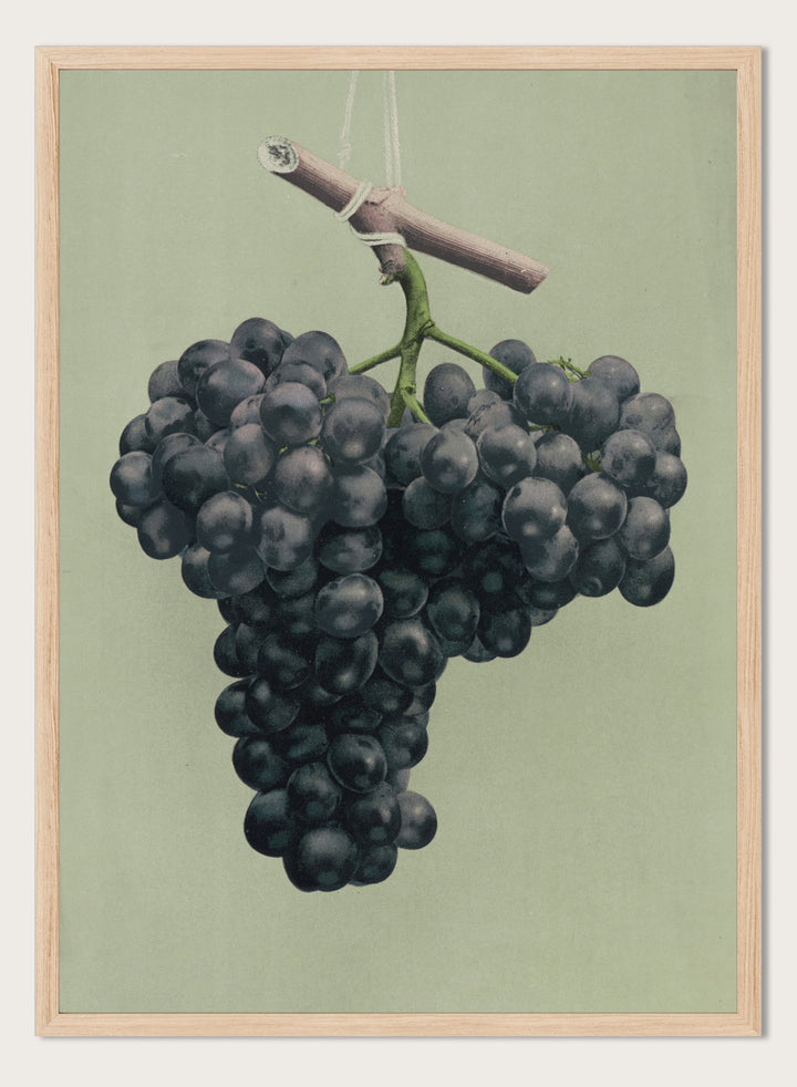 "Prize Black Alicante Grapes" Art Print