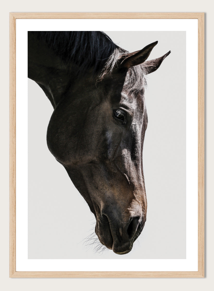 A framed photographic art print featuring a close-up portrait of a dark horse&