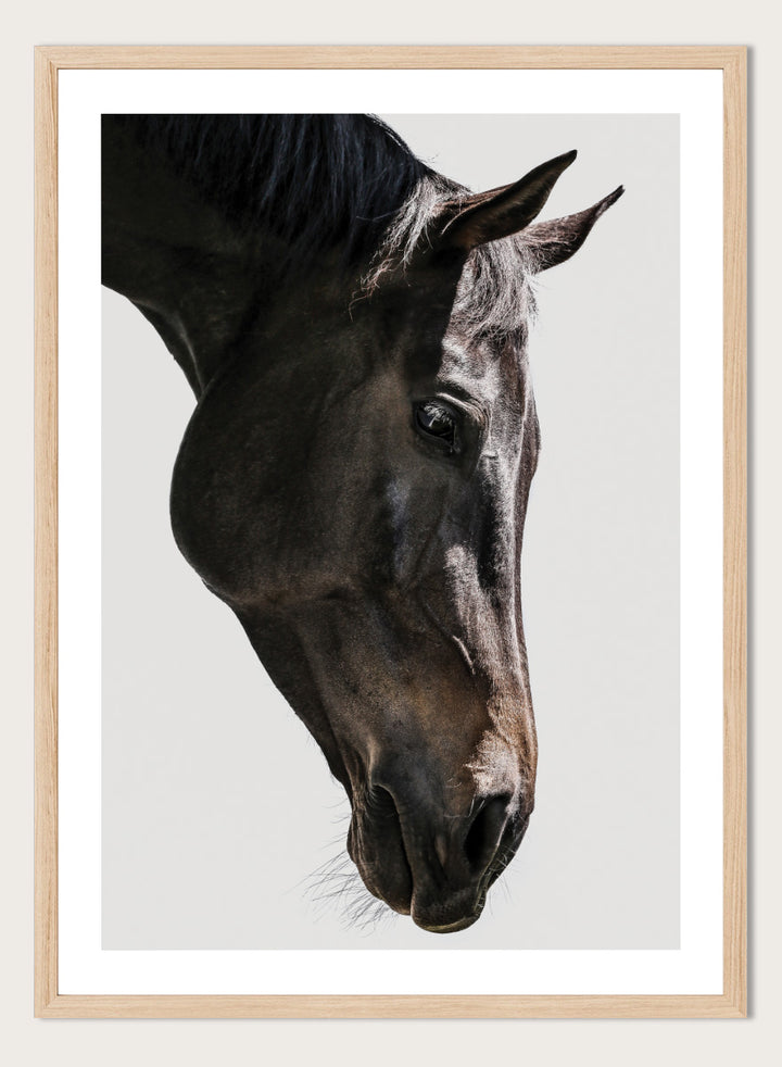 A framed photographic art print featuring a close-up portrait of a dark horse&
