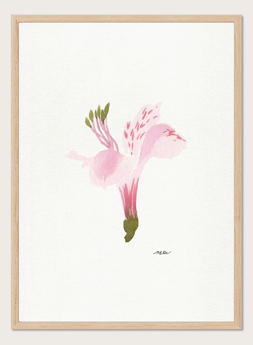 Shop Soft Pink Alstroemeria flower by NKTN, a botanical wall art print poster featuring a single pink alstroemeria flower in a delicate watercolor style.