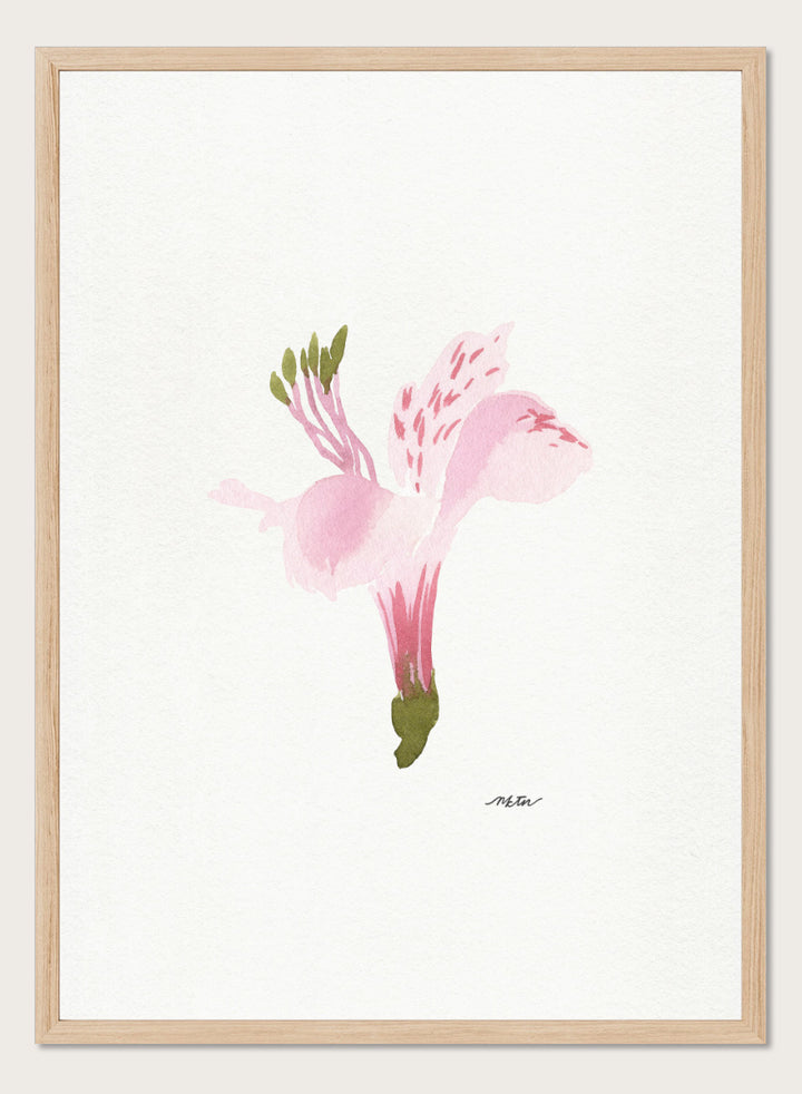 Shop Soft Pink Alstroemeria flower by NKTN, a botanical wall art print poster featuring a single pink alstroemeria flower in a delicate watercolor style.