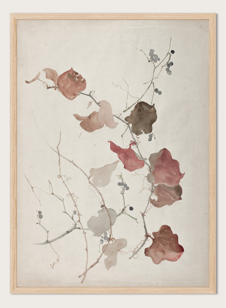 "Study of Clematis Vine with Blueberries" Art Print