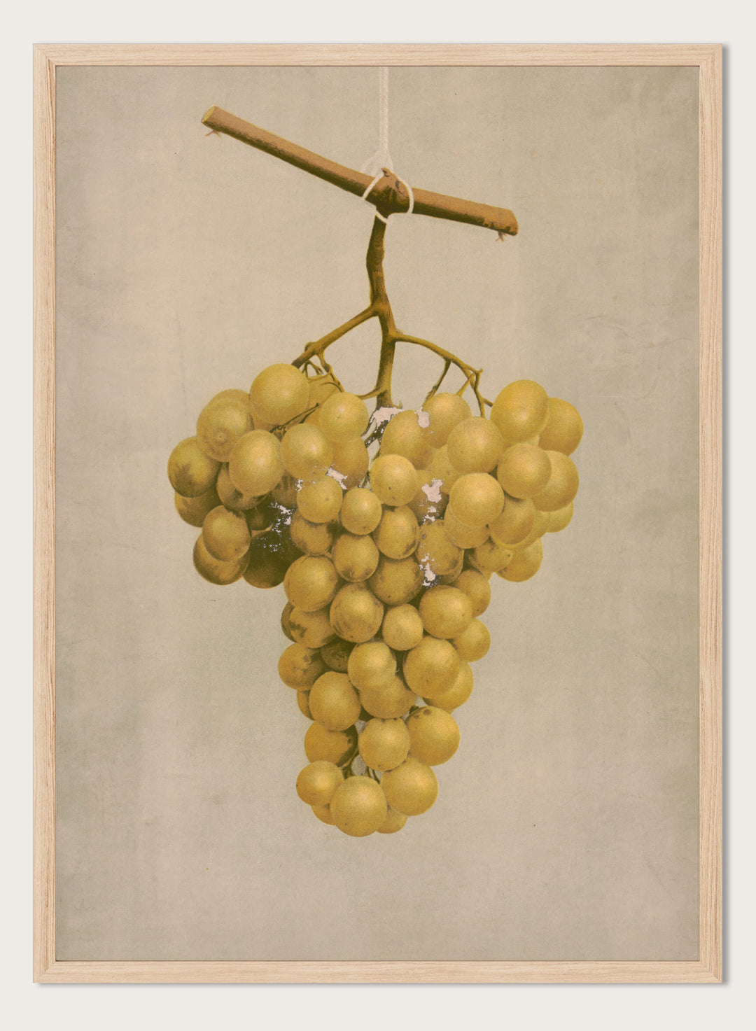 "Prize Golden Hamburg Grapes" Art Print
