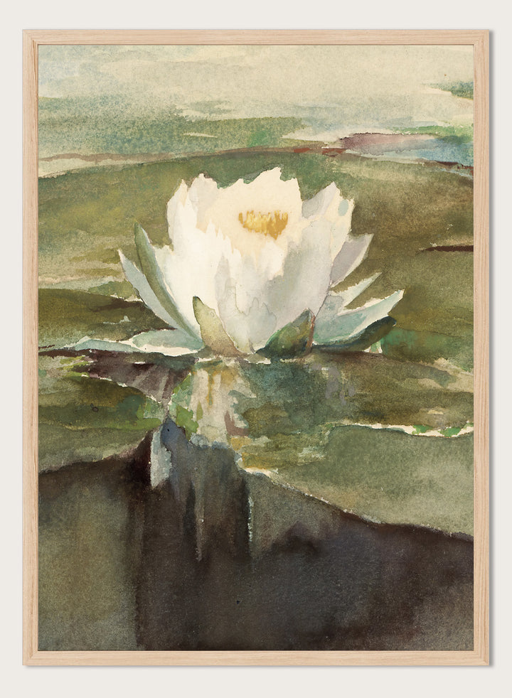 Vintage "Water Lily in Sunlight" Art Print