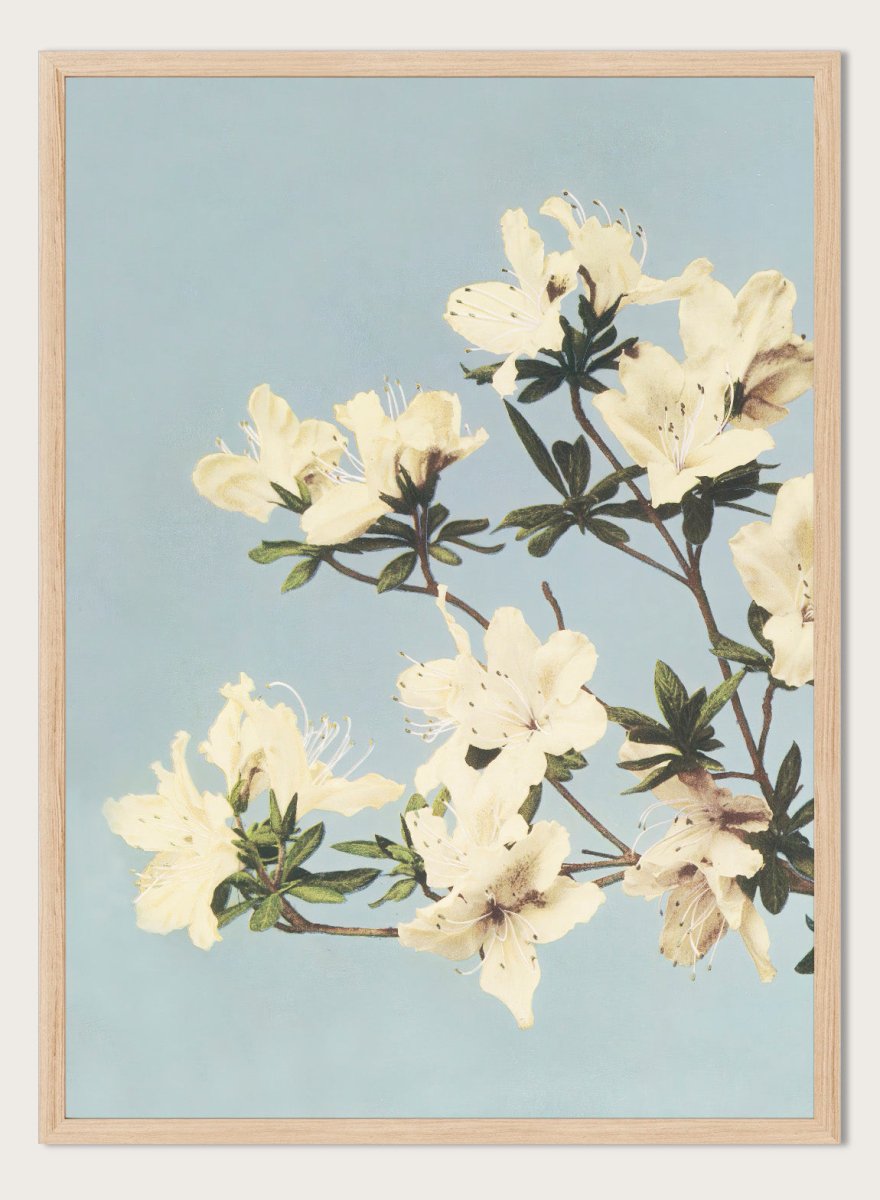 Ogawa Kazumasa White Azaleas Flowers Vintage Japanese Photograph