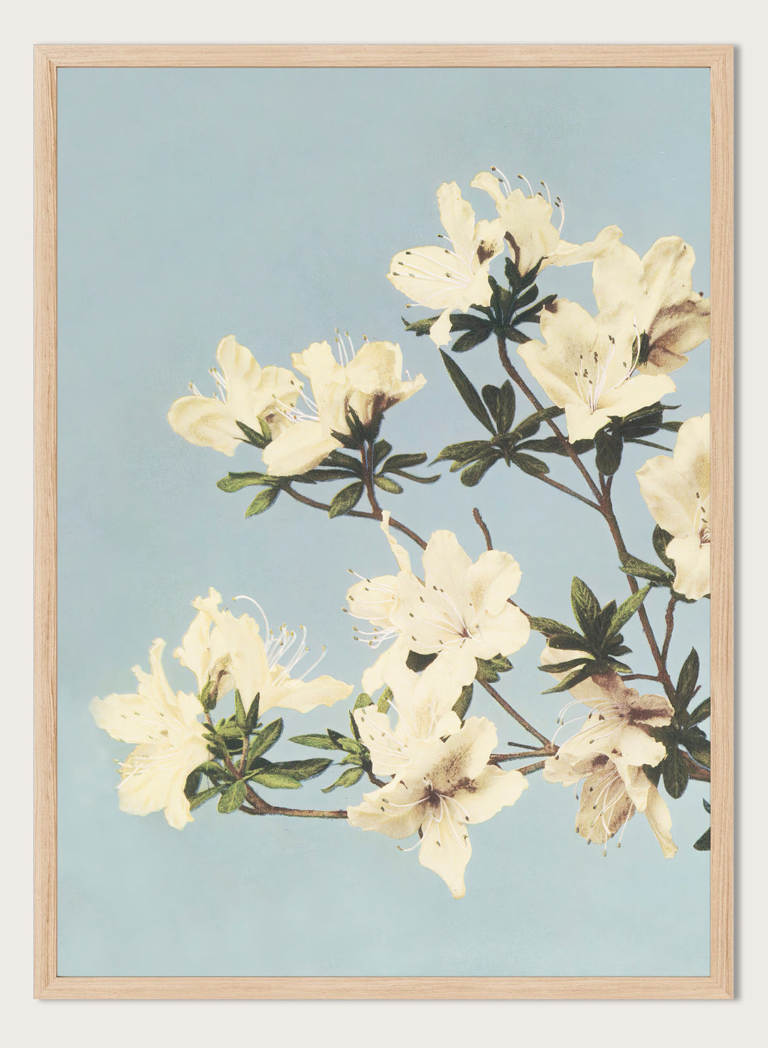 Ogawa Kazumasa White Azaleas Flowers Japanese Art Print OK04B