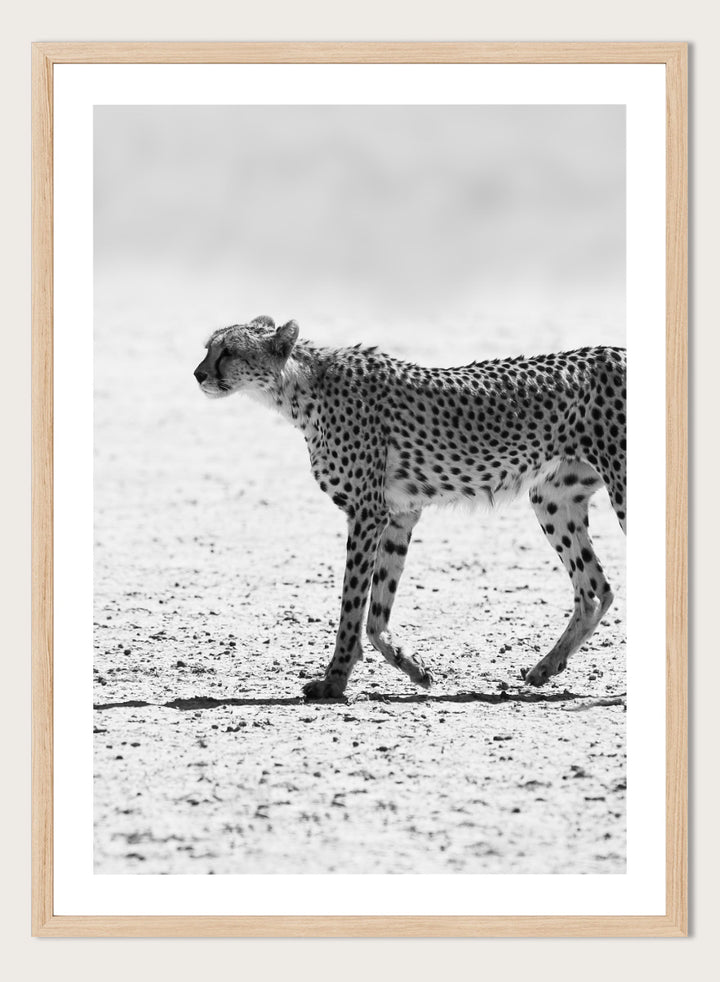 Black and white photographic art print of a cheetah walking across a sandy plain. Silent Pursuit by Shot by Clint black-and-white cheetah photography print featuring focused movement, detailed spots, and powerful wildlife imagery.