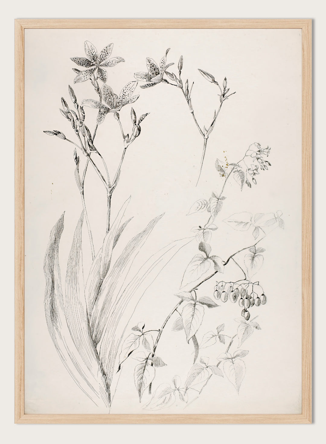 Botanical Study by George Elbert Burr is a vintage pen and ink botanical print of lilies, leaves, and berries, a detailed nature drawing for wall art.
