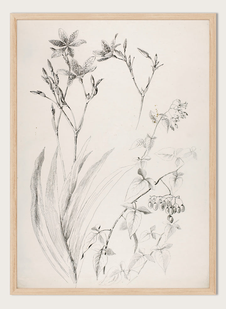 Botanical Study by George Elbert Burr is a vintage pen and ink botanical print of lilies, leaves, and berries, a detailed nature drawing for wall art.
