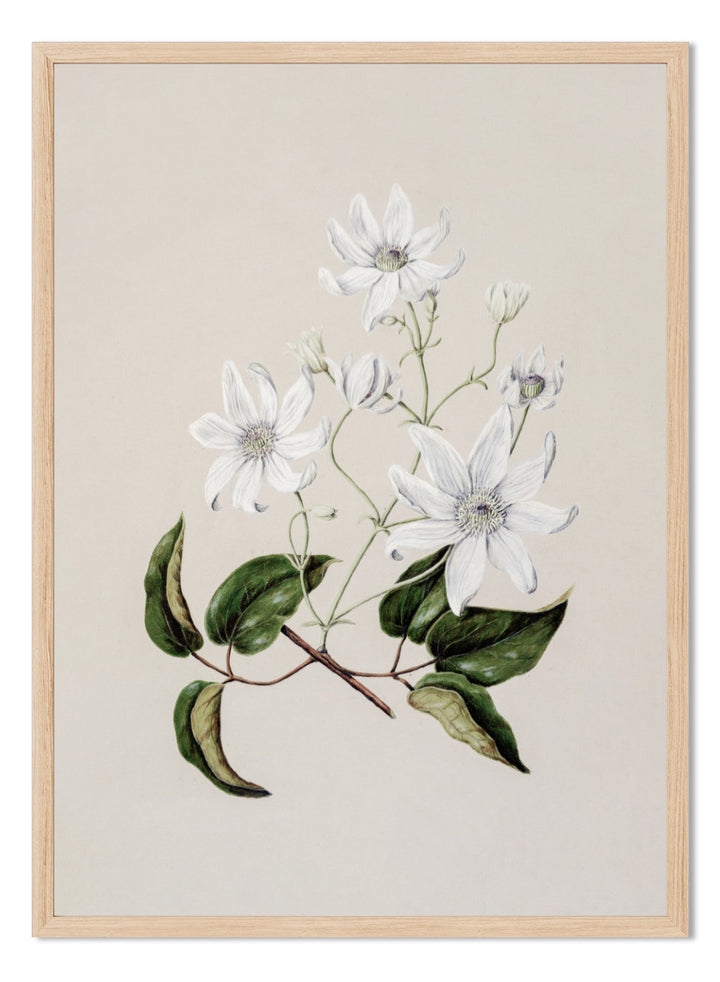 "Puawananga: Clematis Indivisa" Art Print