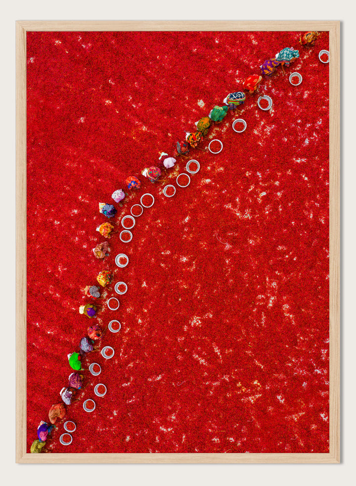 Picking Red Chilies by Azim Khan Ronnie aerial photography print showing workers harvesting red chilli fields Bangladesh, cultural documentary wall art poster
