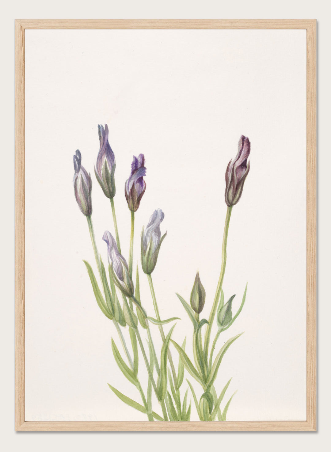 "Gentian" Art Print
