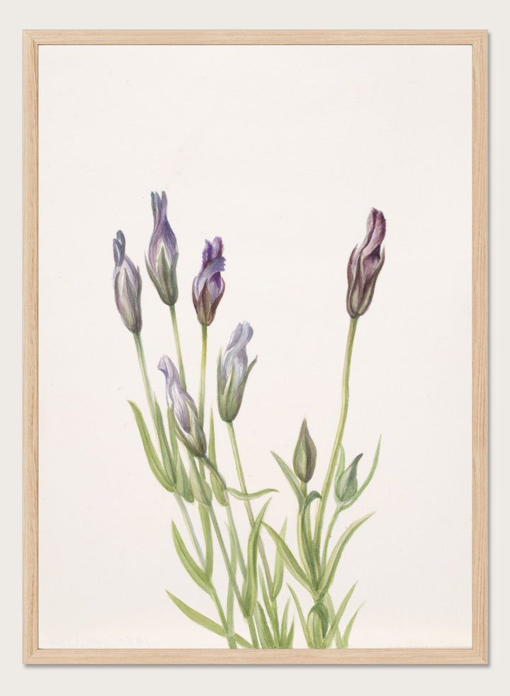"Gentian" Art Print