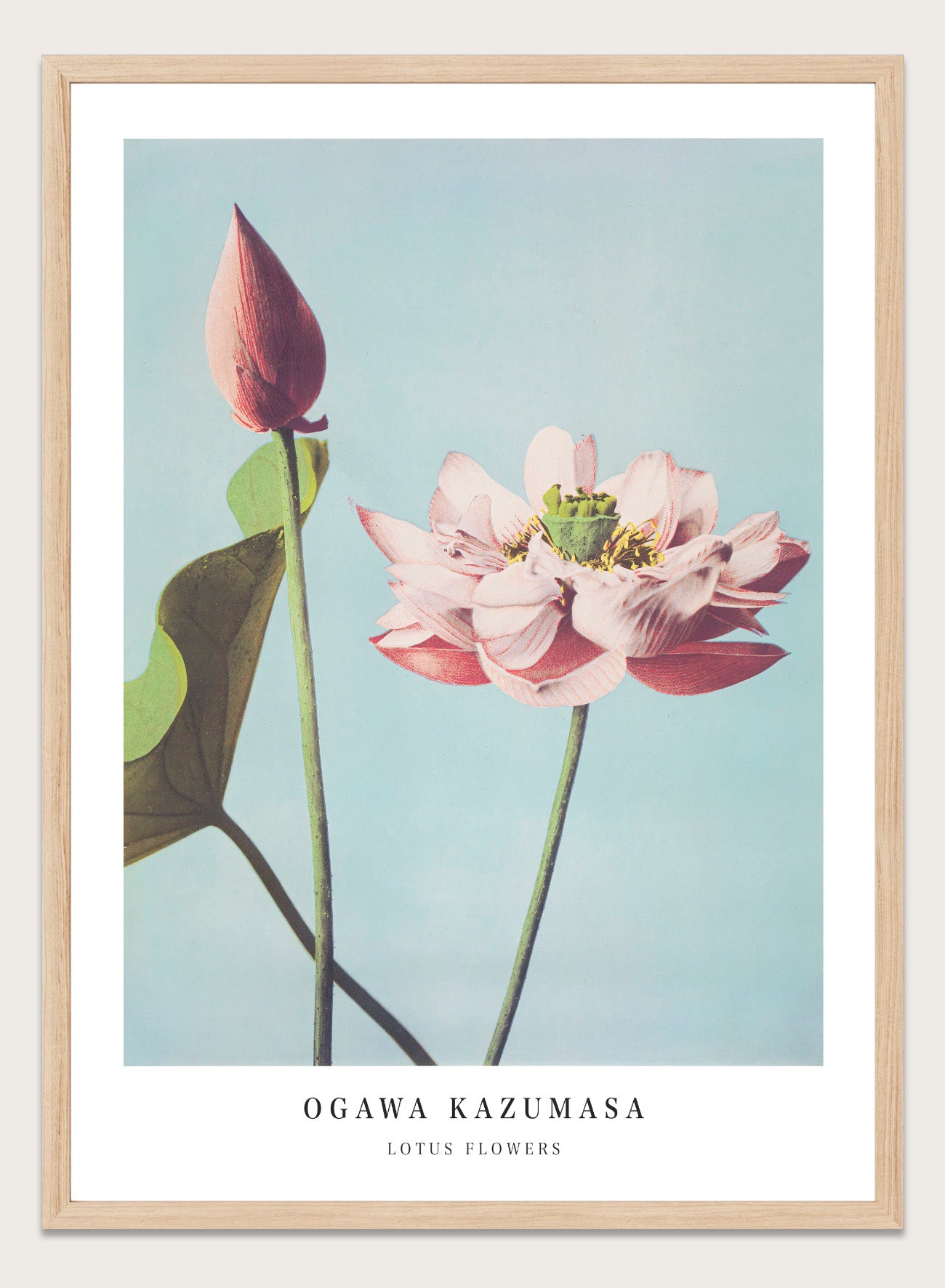 Ogawa Kazumasa Lotus Flowers Vintage Japanese Photograph Botanical