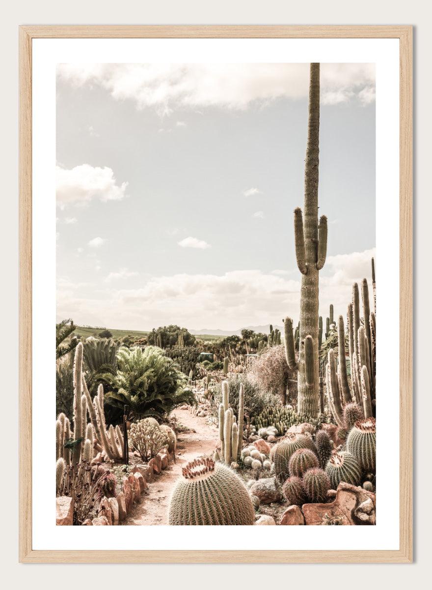 A framed art print depicting a desert landscape with various cacti and a tall saguaro under a cloudy sky. Cactus Farm by Shot by Clint desert photography print featuring towering cacti, winding garden paths, warm stone, and layered botanical texture.