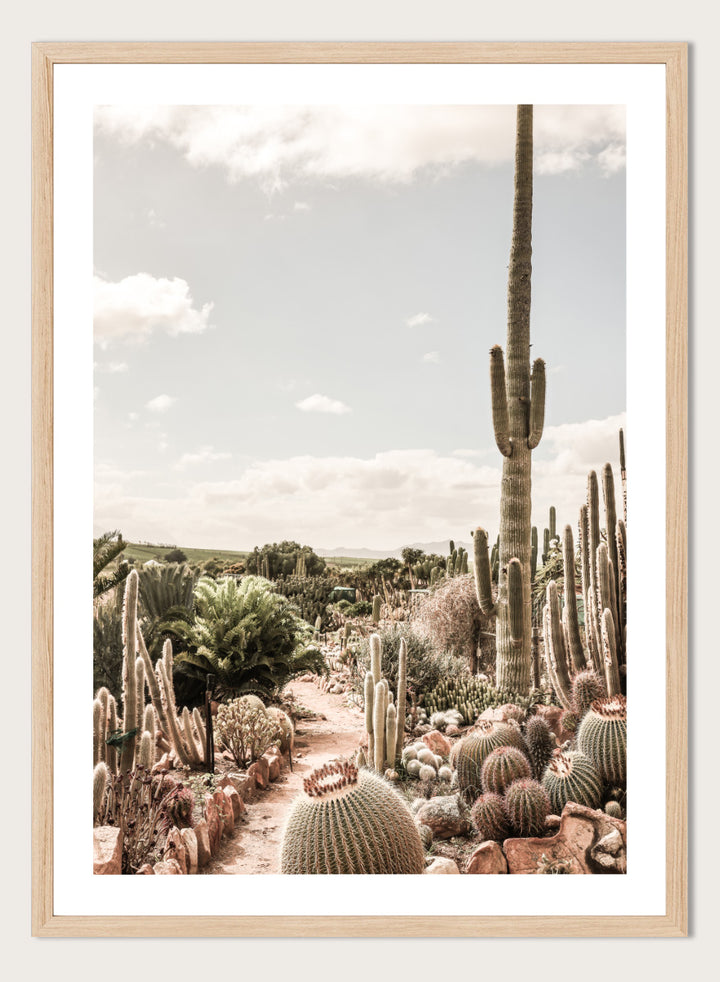 A framed art print depicting a desert landscape with various cacti and a tall saguaro under a cloudy sky. Cactus Farm by Shot by Clint desert photography print featuring towering cacti, winding garden paths, warm stone, and layered botanical texture.
