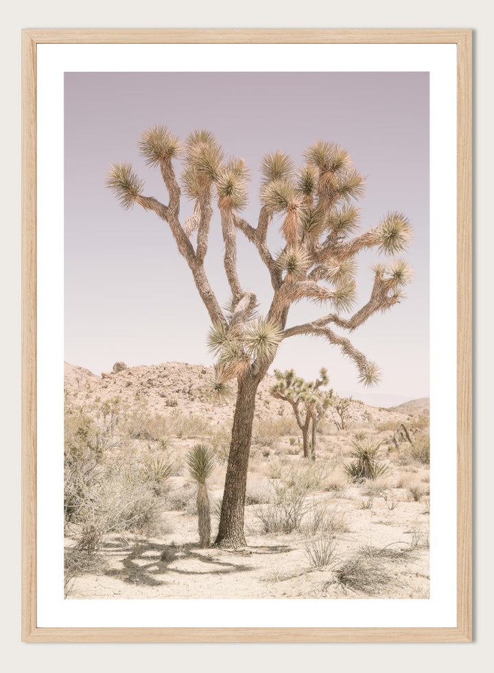 A framed art print depicting a desert landscape with a prominent Joshua tree in the foreground, set against a pale lavender sky and sandy hills. Desert Serenity by Shot by Clint features a Joshua tree desert landscape in soft earthy tones with a pale sky and calm, sun-washed atmosphere.